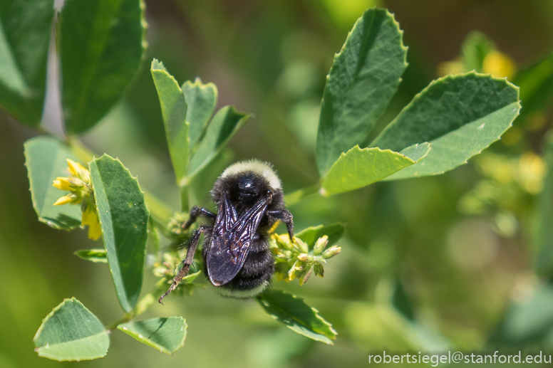 bioblitz2018